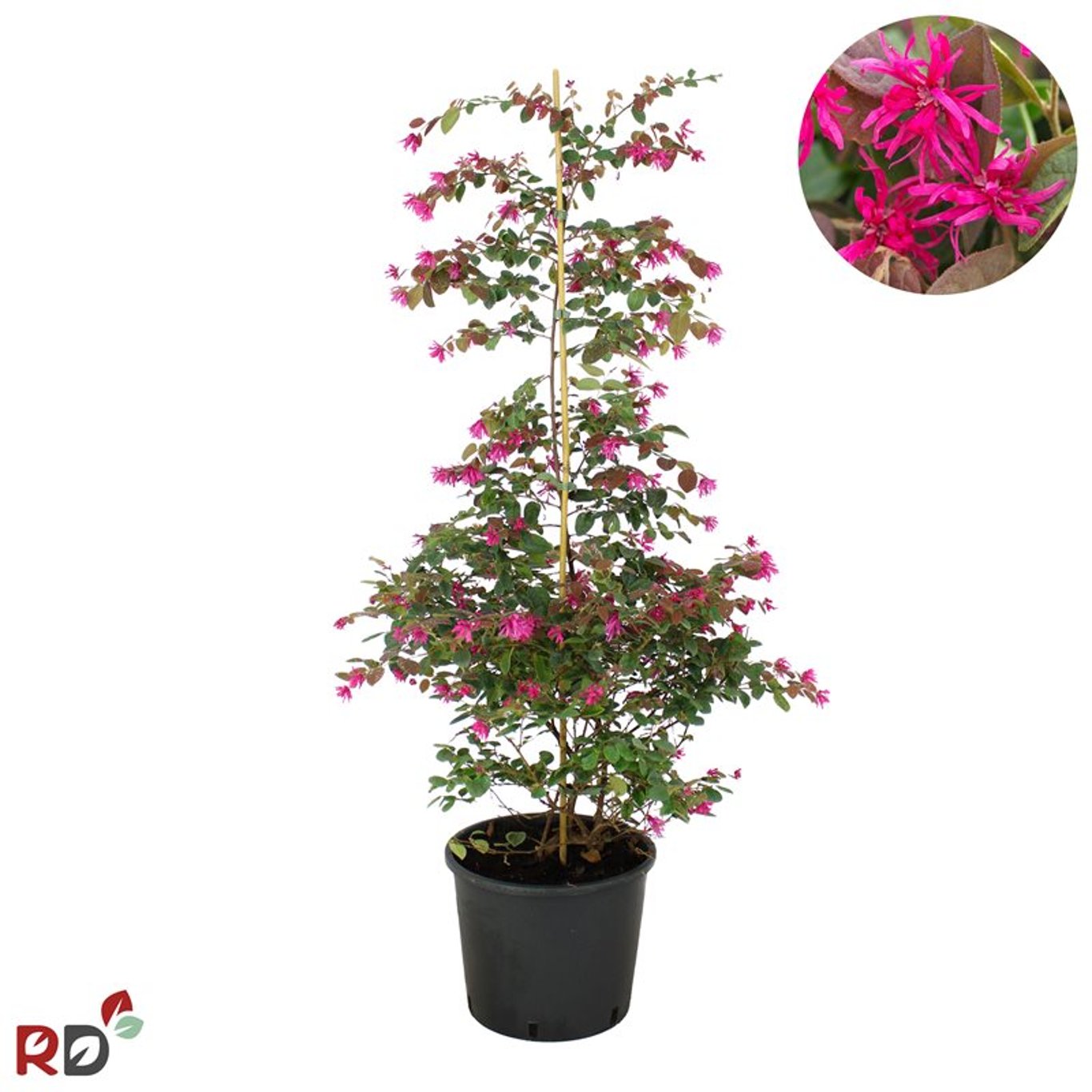 Loropetalum – Loropetalum chinense 'Daybreak's Flame' - C12 80-100 CM