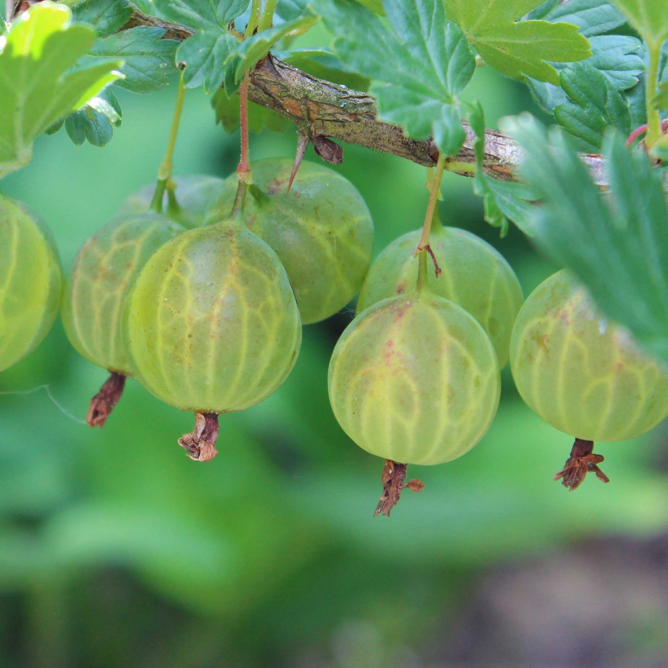 Krusbär – Ribes uva-crispa 'Invicta' - C3 40-60 CM