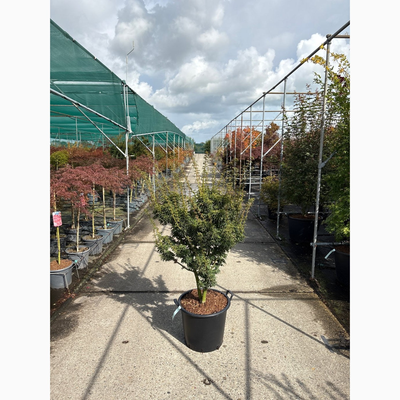 Japansk lönn – Acer pal. 'Shishigashira' - C50 125-150 CM