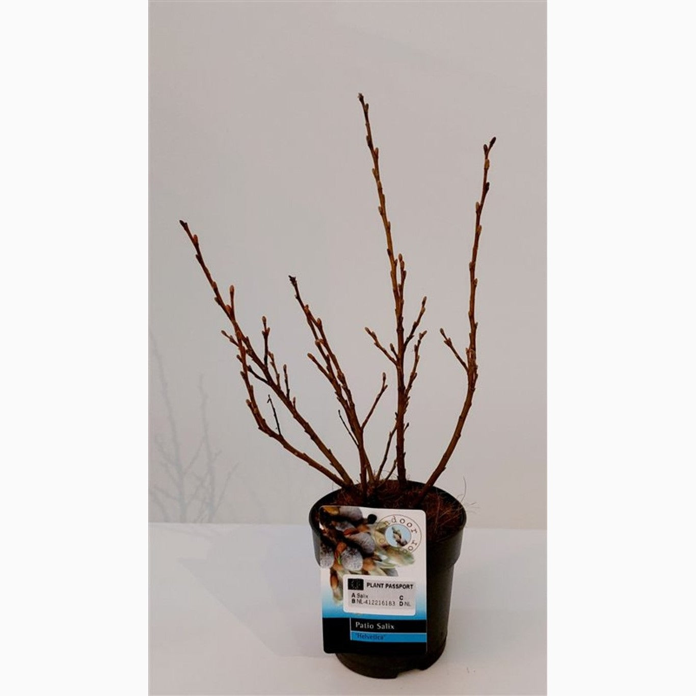 Alpvide – Salix helvetica - P12