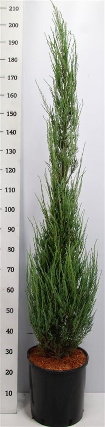 Pelar-en – Juniperus scopulorum &