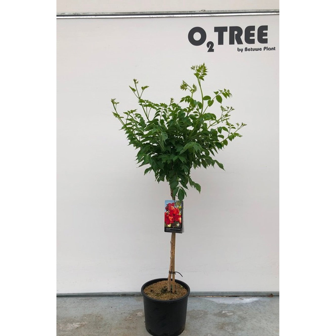 Trumpetranka – Campsis tagliabuana 'Fire Trumpet' - 80 CM Stem C10