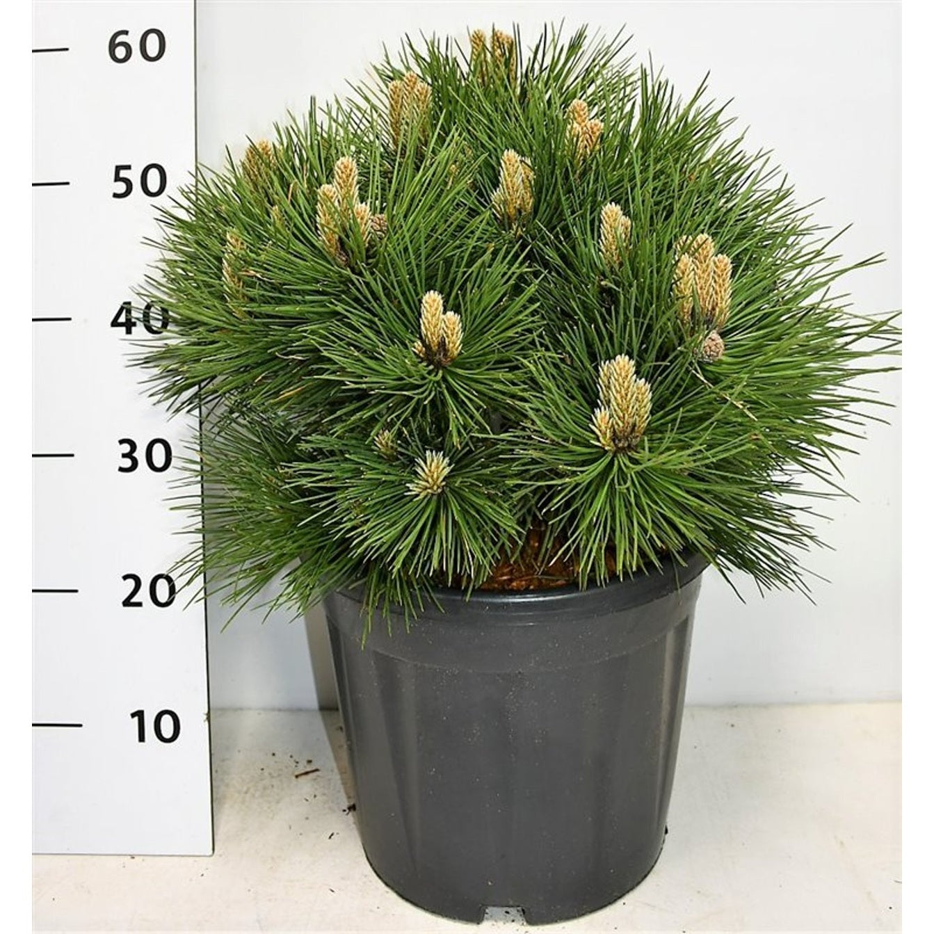 Svarttall – Pinus nigra 'Nana' - C13 30-40 cm.