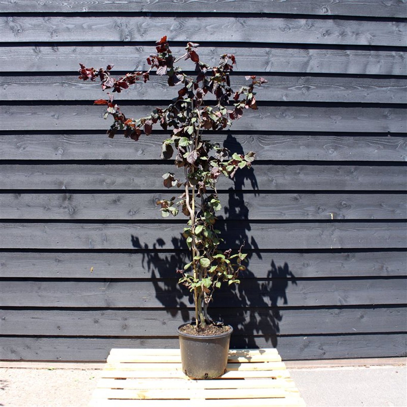 Hassel – Corylus avellana 'Red Majestic' - C12 125-150 CM