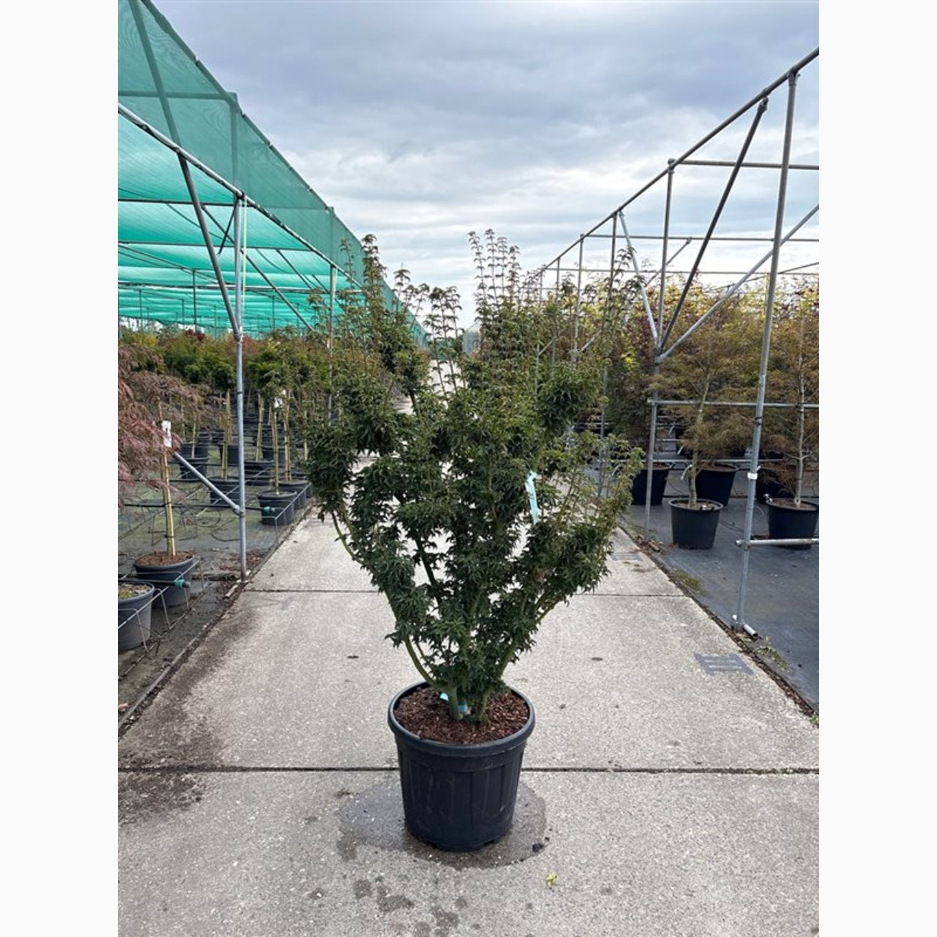 Japansk lönn – Acer pal. 'Shishigashira' - C65 150/+ CM