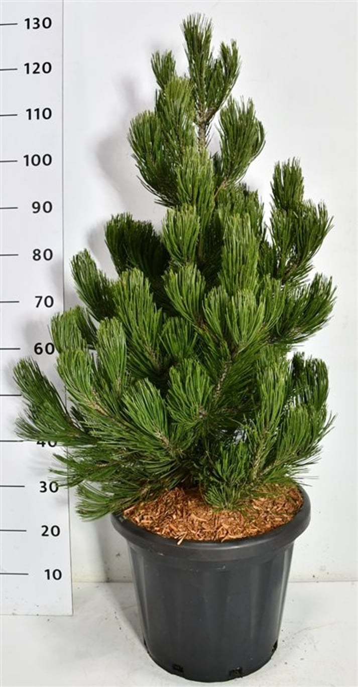 Balkantall – Pinus heldreichii &