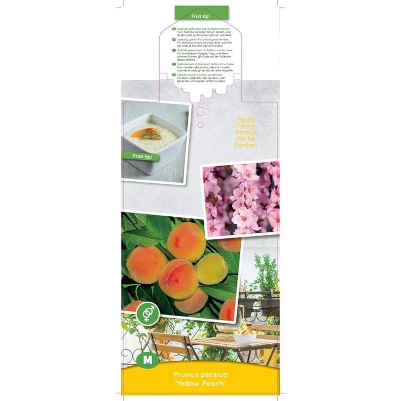 Persika – Prunus persica 'Yellow Peach' - C5 60-80 CM Patio