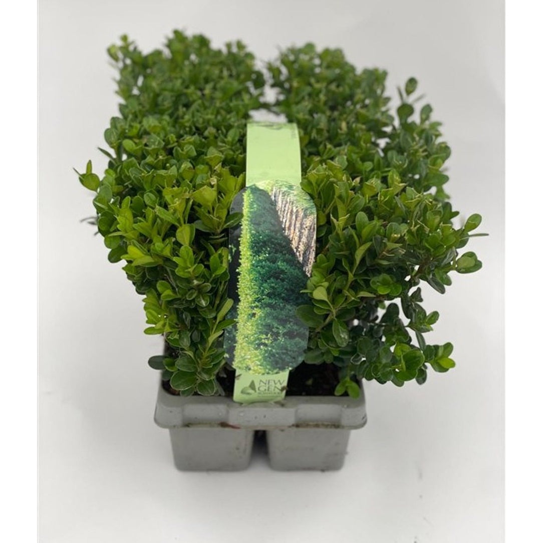 Buxbom – Buxus sem. Newgen Freedom - SIXPACK