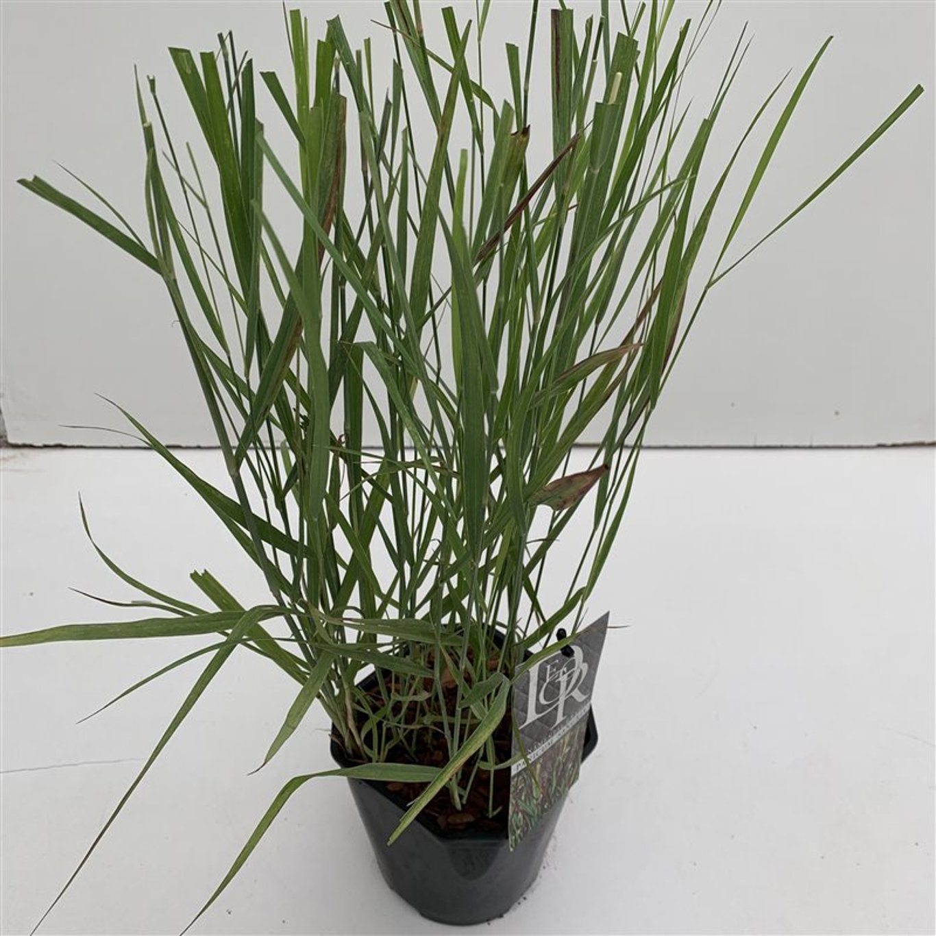 Präriestarr – Panicum virgatum 'Sangria' - C2
