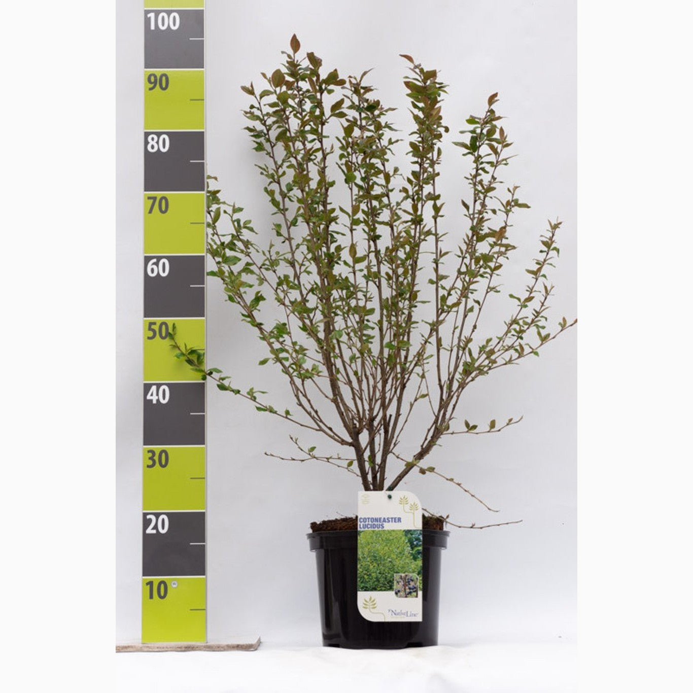 Glansoxbär – Cotoneaster lucidus - C4,6 50-60 CM