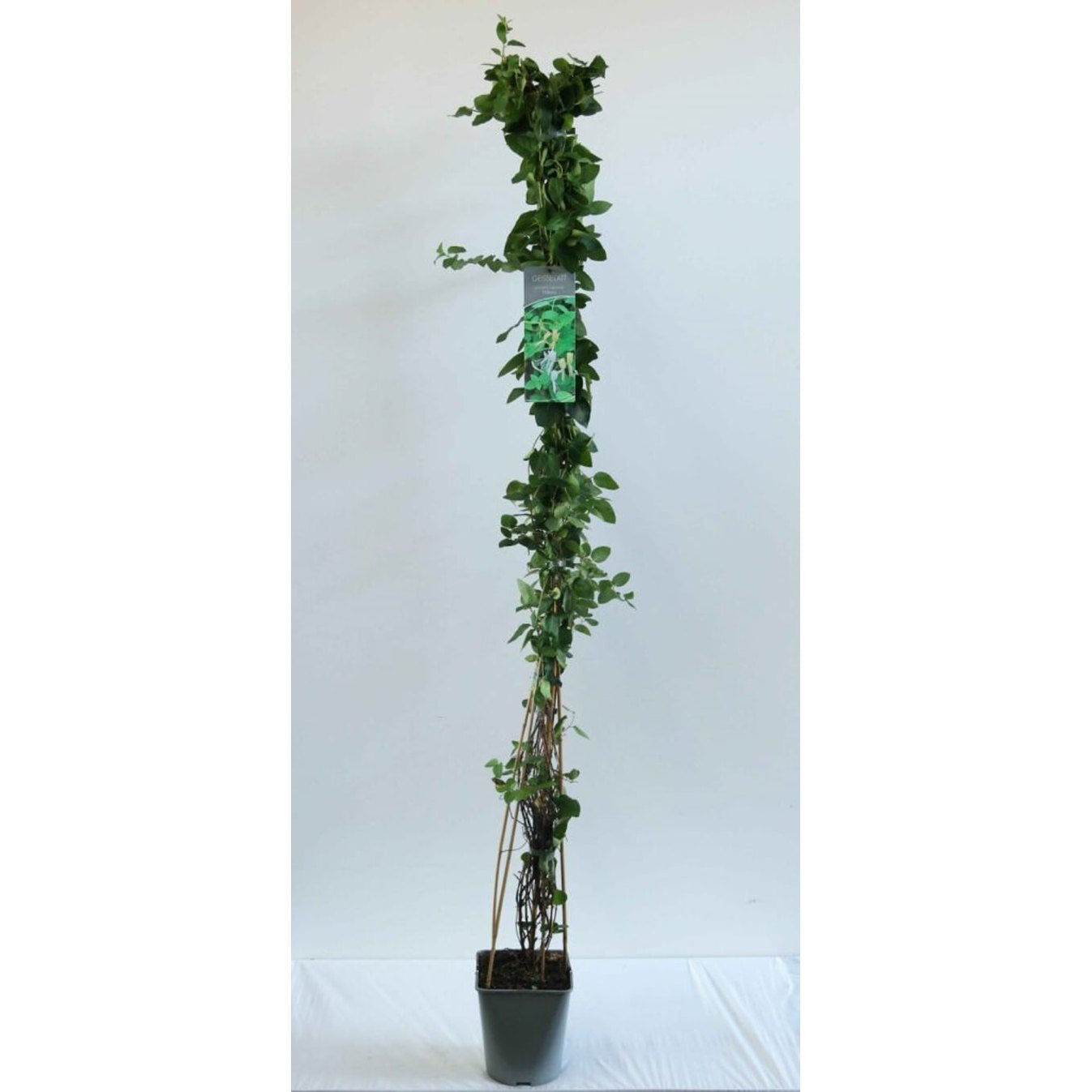 Kaprifol – Lonicera japonica 'Halliana' - C5 125-175 CM Stick
