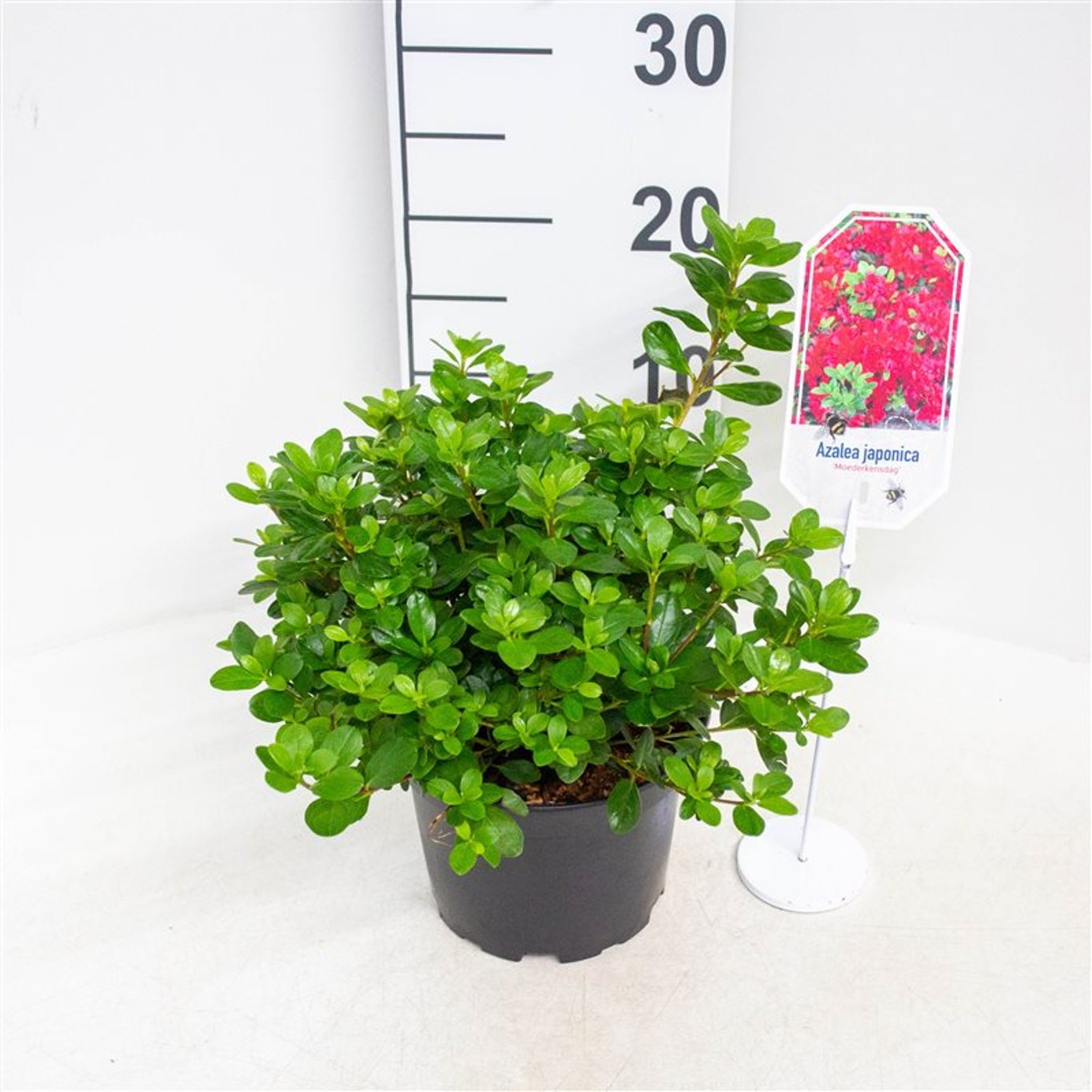 Rhododendron – Rhododendron (AJ); 'Moederkensdag' - C2 20-25 CM