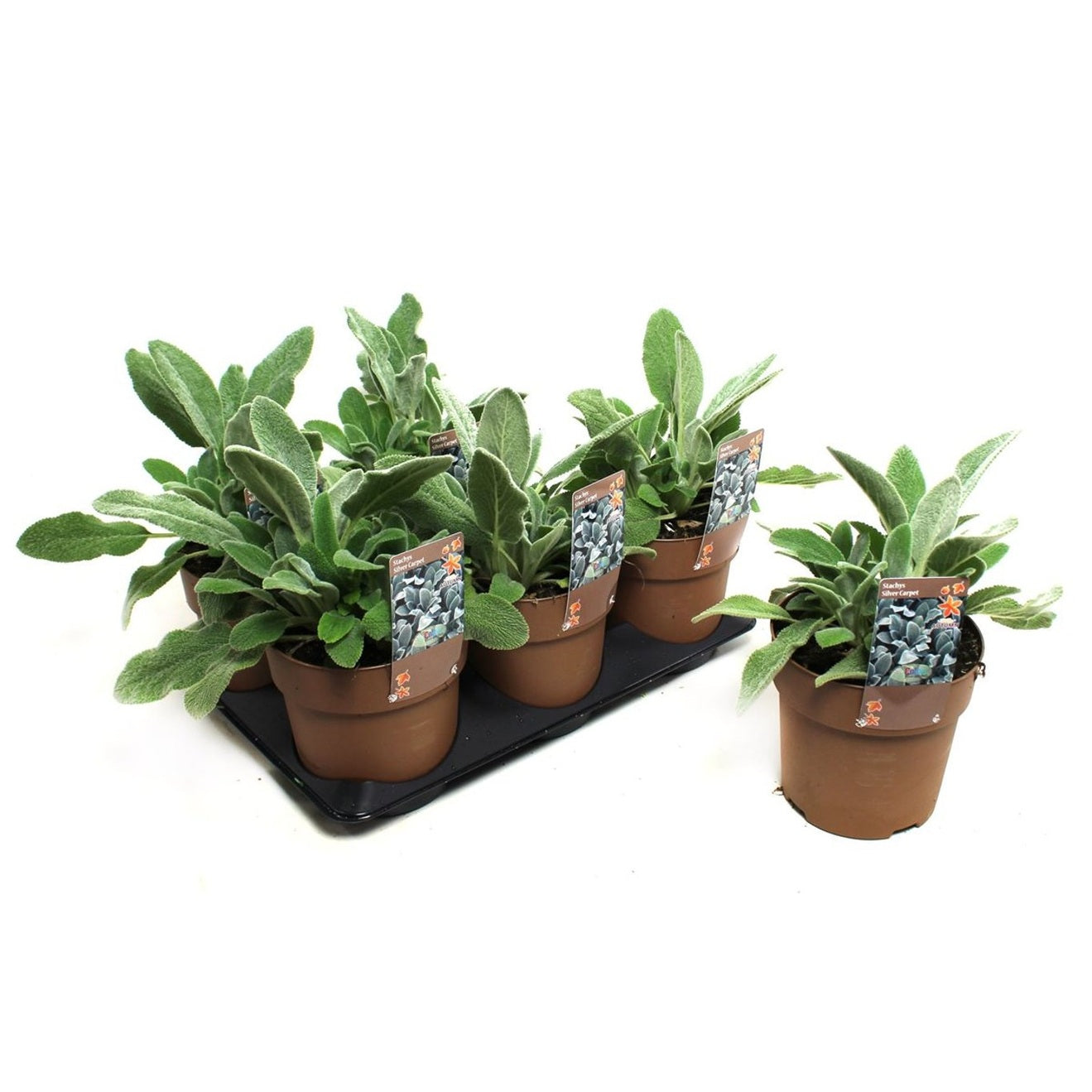 Lammöron – Stachys byzantina 'Silky Fleece' - C1,5