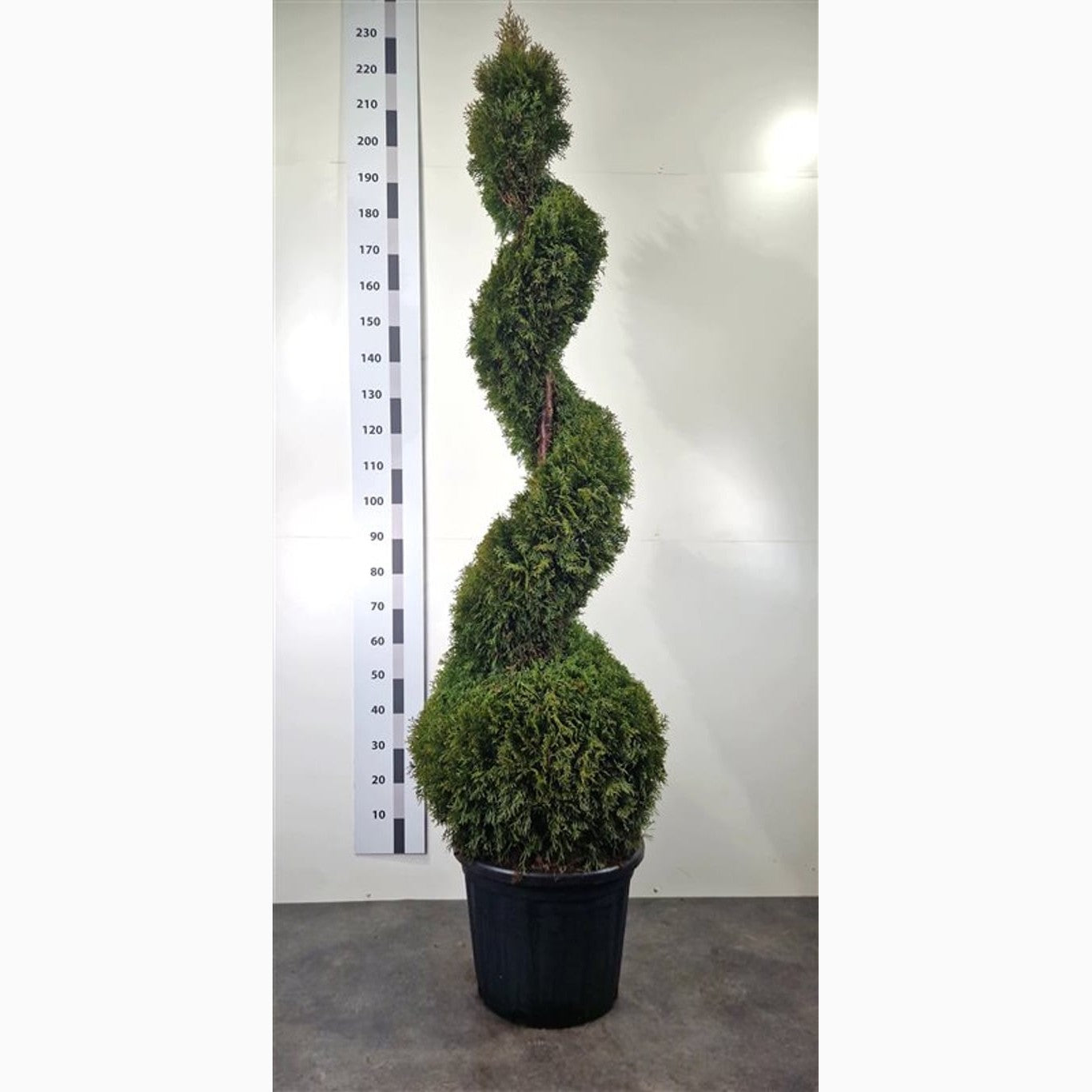 Thuja – Thuja occidentalis 'Smaragd' - 160-180 CM Spiral Cont.