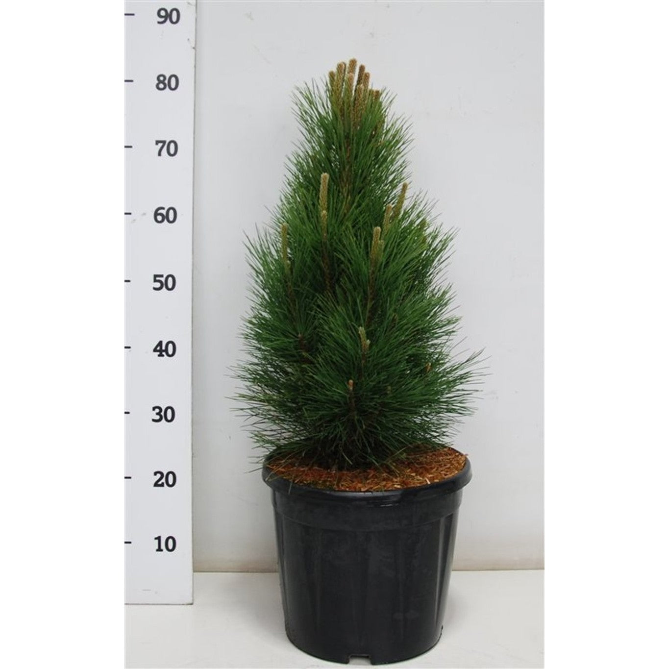 Svarttall – Pinus nigra 'Green Tower' - C13 60-70 cm.
