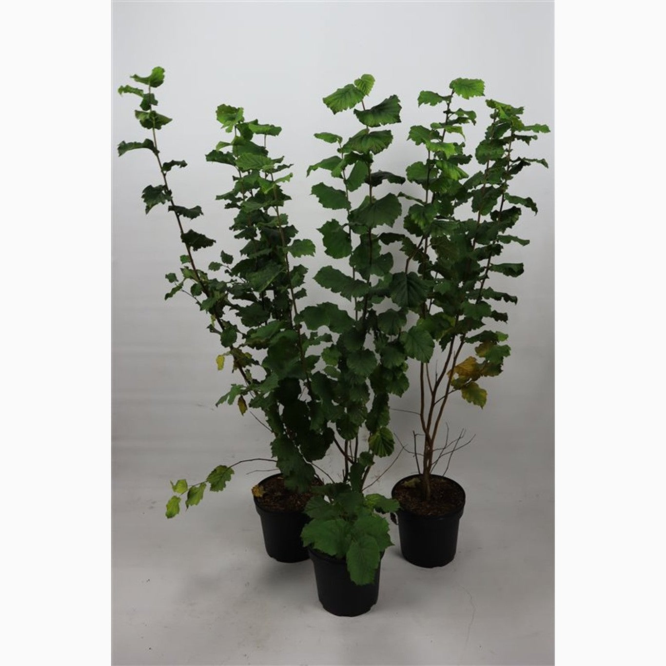 Hassel – Corylus avellana - C7,5 125-150 CM