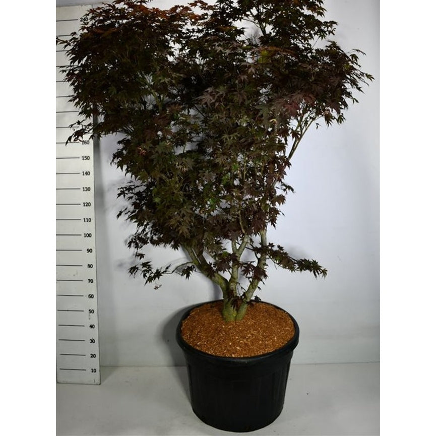 Japansk lönn – Acer palmatum 'Fireglow' - C150 225-250 cm.