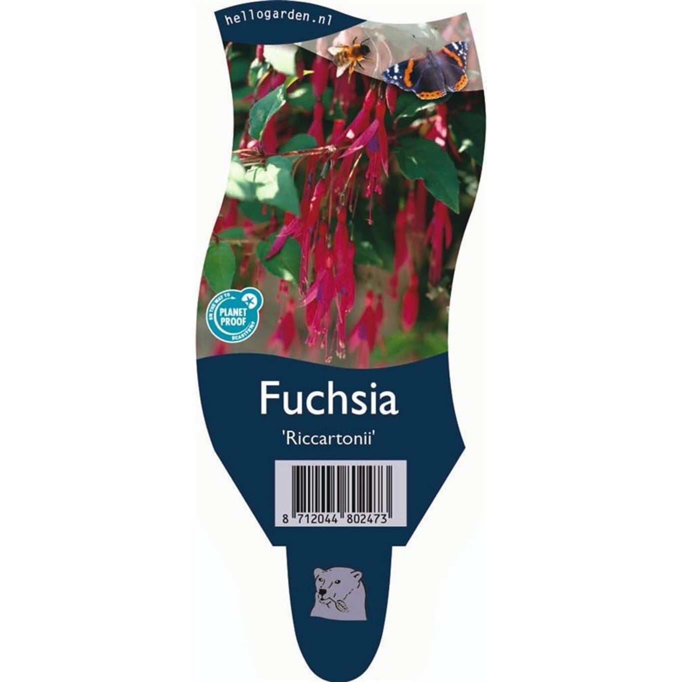 Fuchsia – Fuchsia 'Riccartonii' - P11