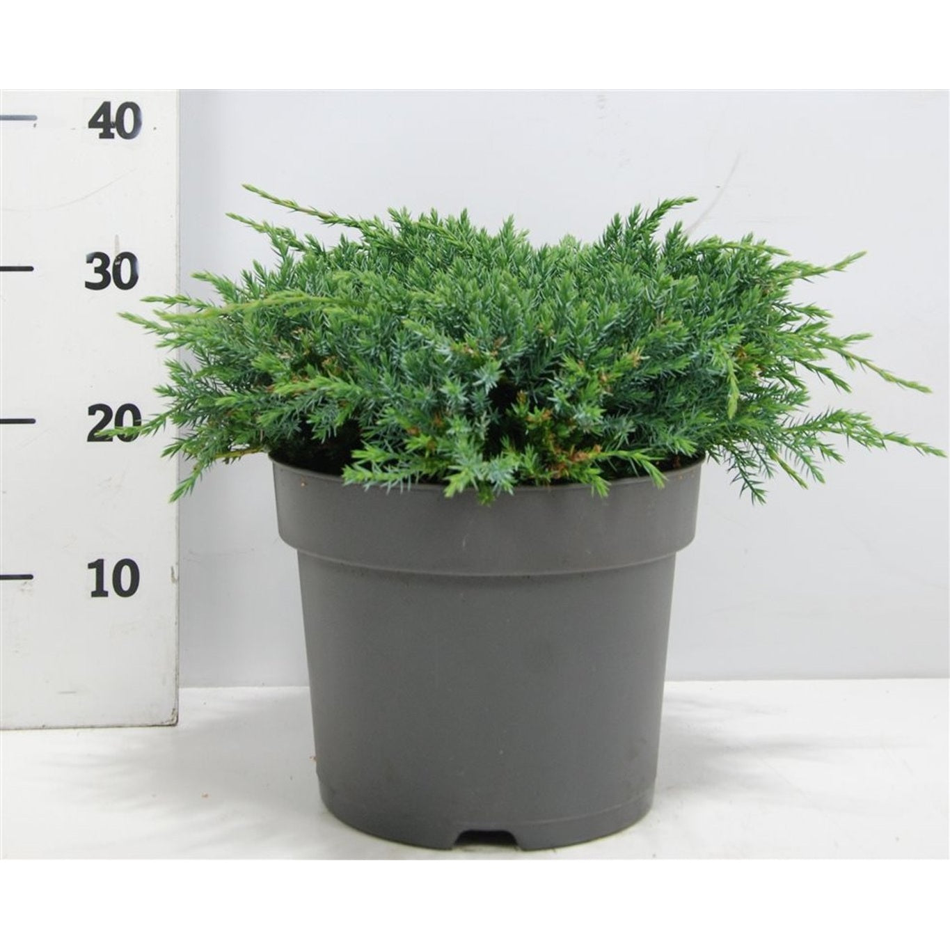 Himalaya-en – Juniperus squamata 'Blue Carpet' - C7.5 40-50 cm.