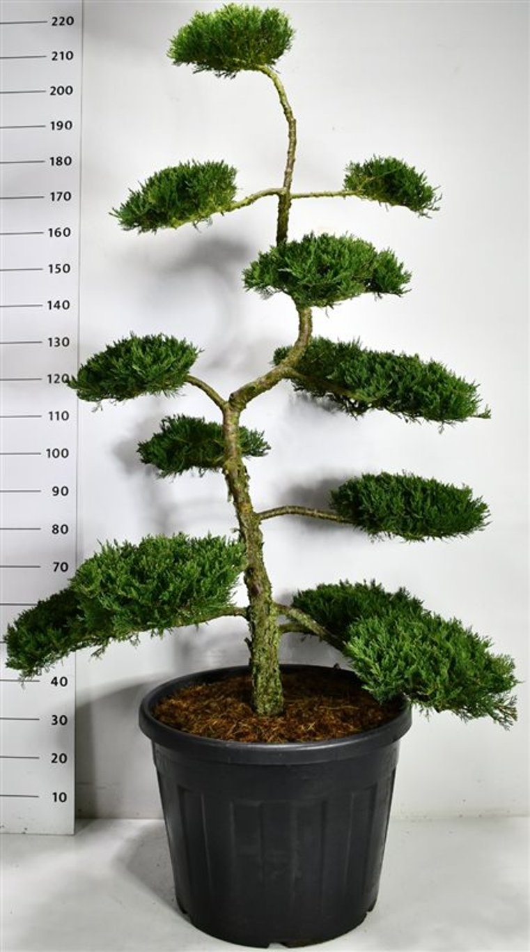 Savin-en – Juniperus sabina &