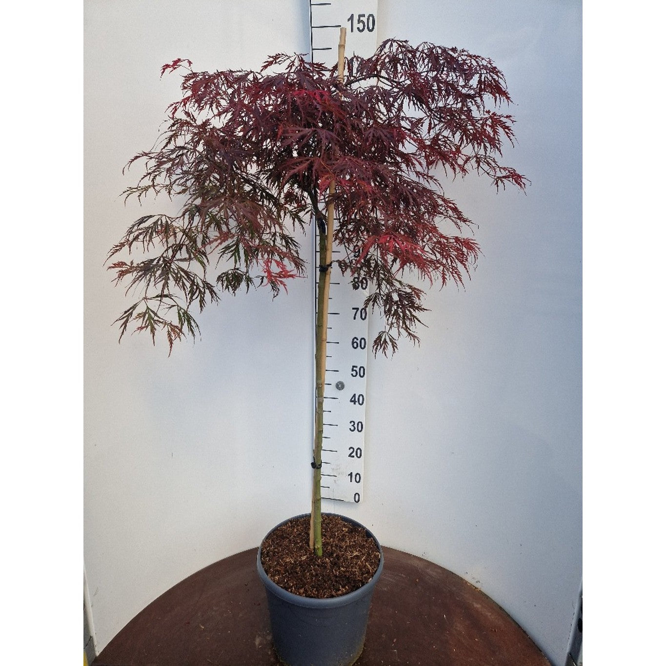 Japansk lönn – Acer pal. 'Garnet' - 90 CM Stem C20