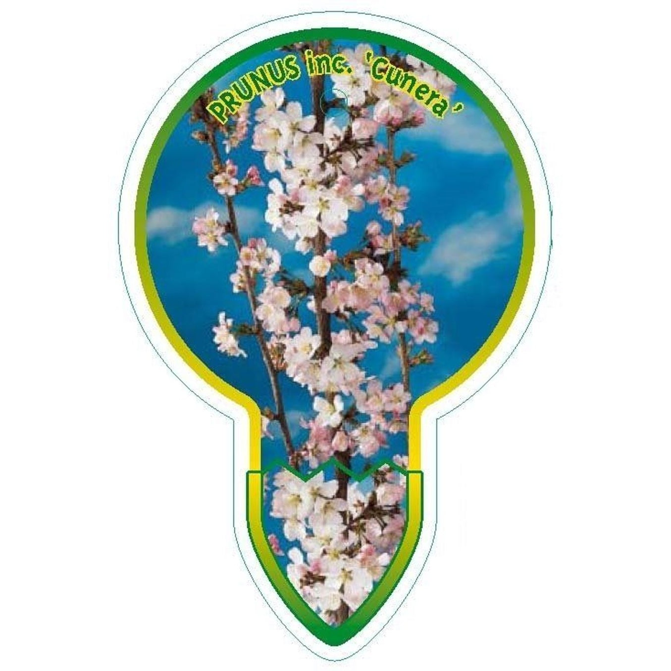 Japanskt körsbär – Prunus incisa 'Cunera' - 60 CM Stem C4