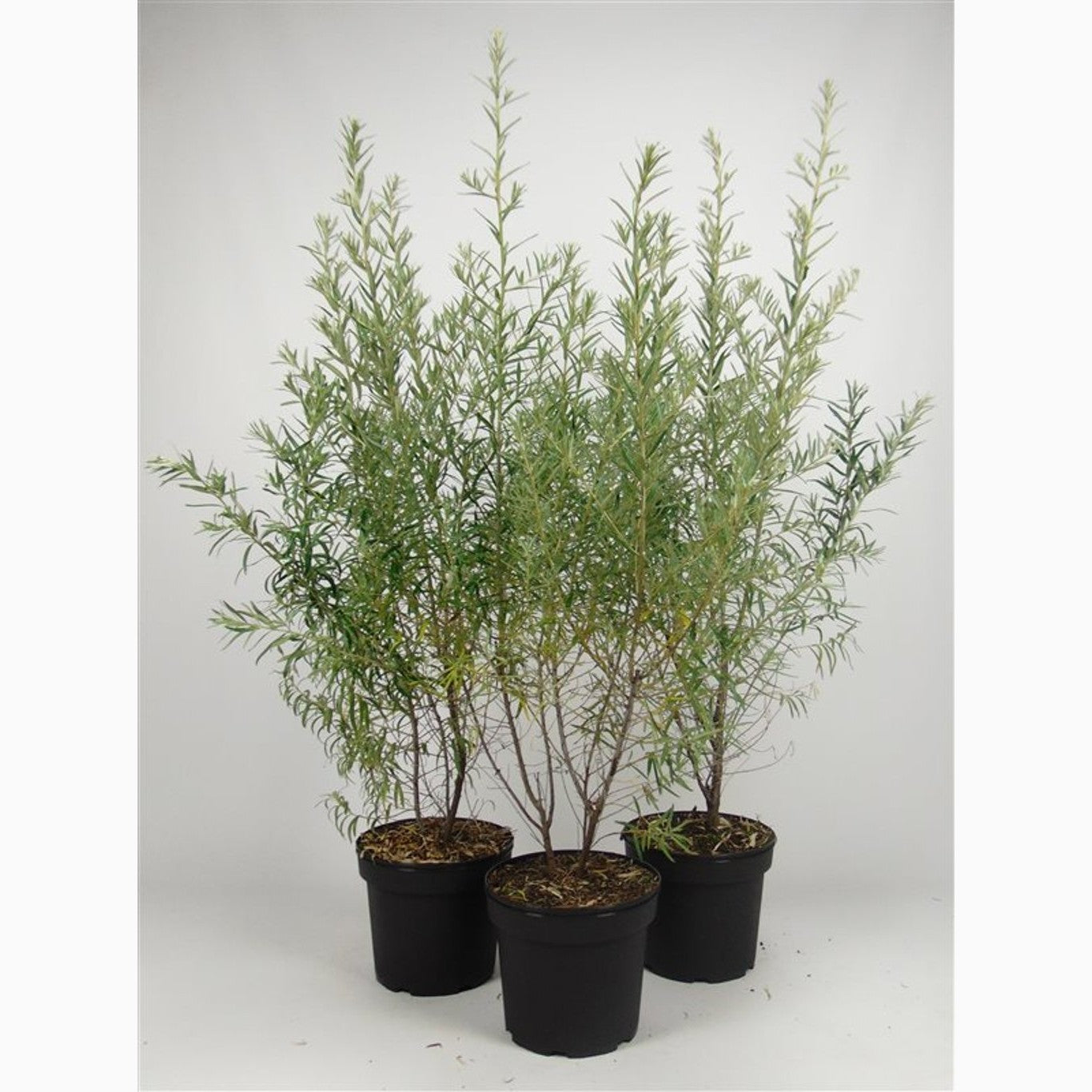 Havtorn – Hippophae rhamnoides - C7.5 80-100 CM