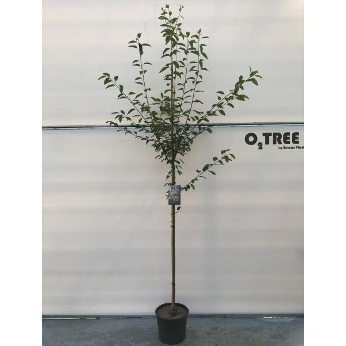 Häggmispel – Amelanchier arborea 'Robin Hill' - 6/8 in Cont HO/ST