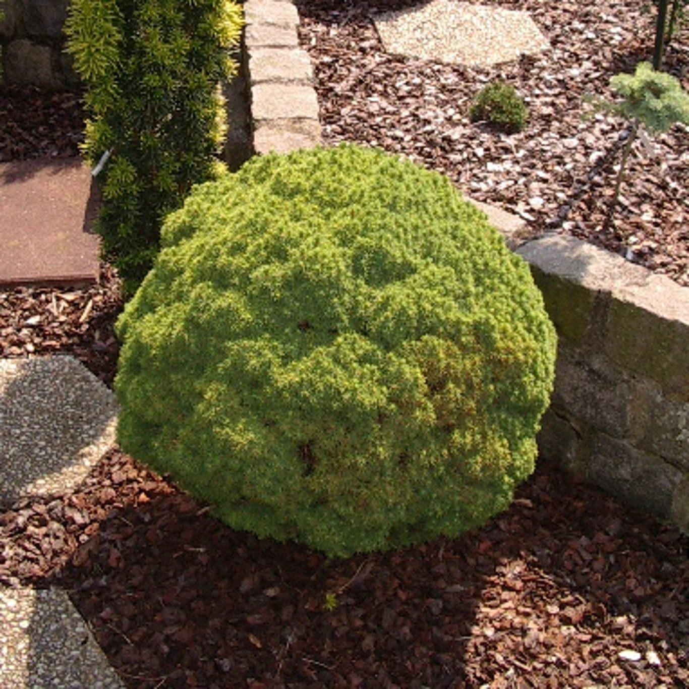 Vitgran – Picea glauca 'Alberta Globe' - C3 20-25 CM