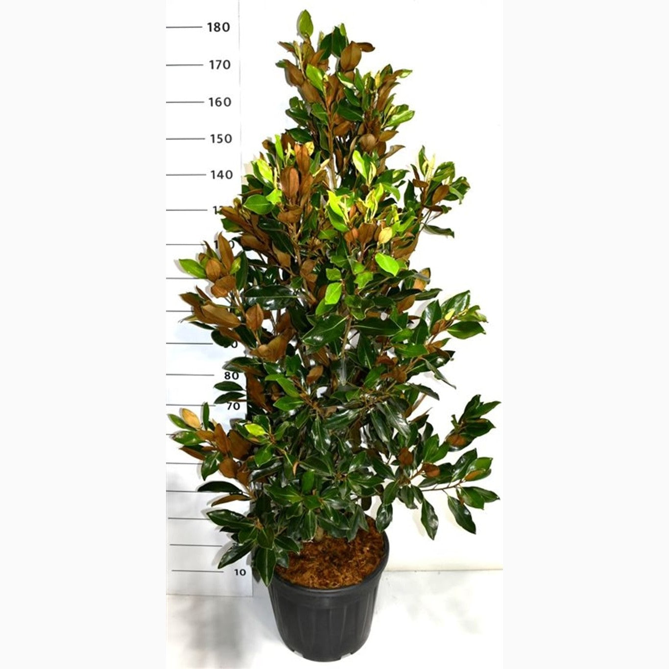 Magnolia – Magnolia grandiflora 'Little Gem' - C30 125-150 CM