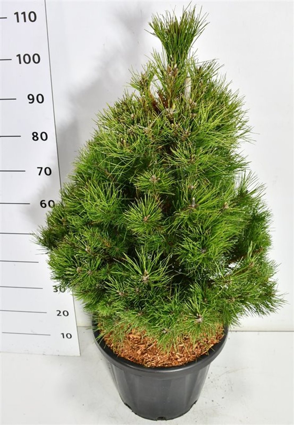 Svarttall – Pinus nigra &