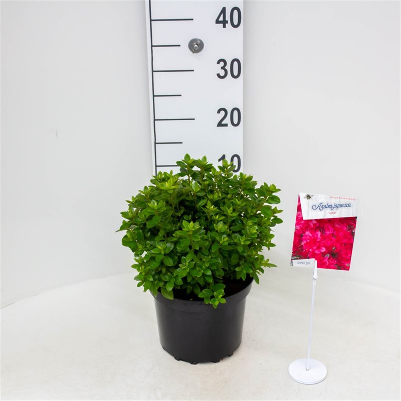 Rhododendron – Rhododendron (AJ); 'Isabel' - C4 25-30 CM