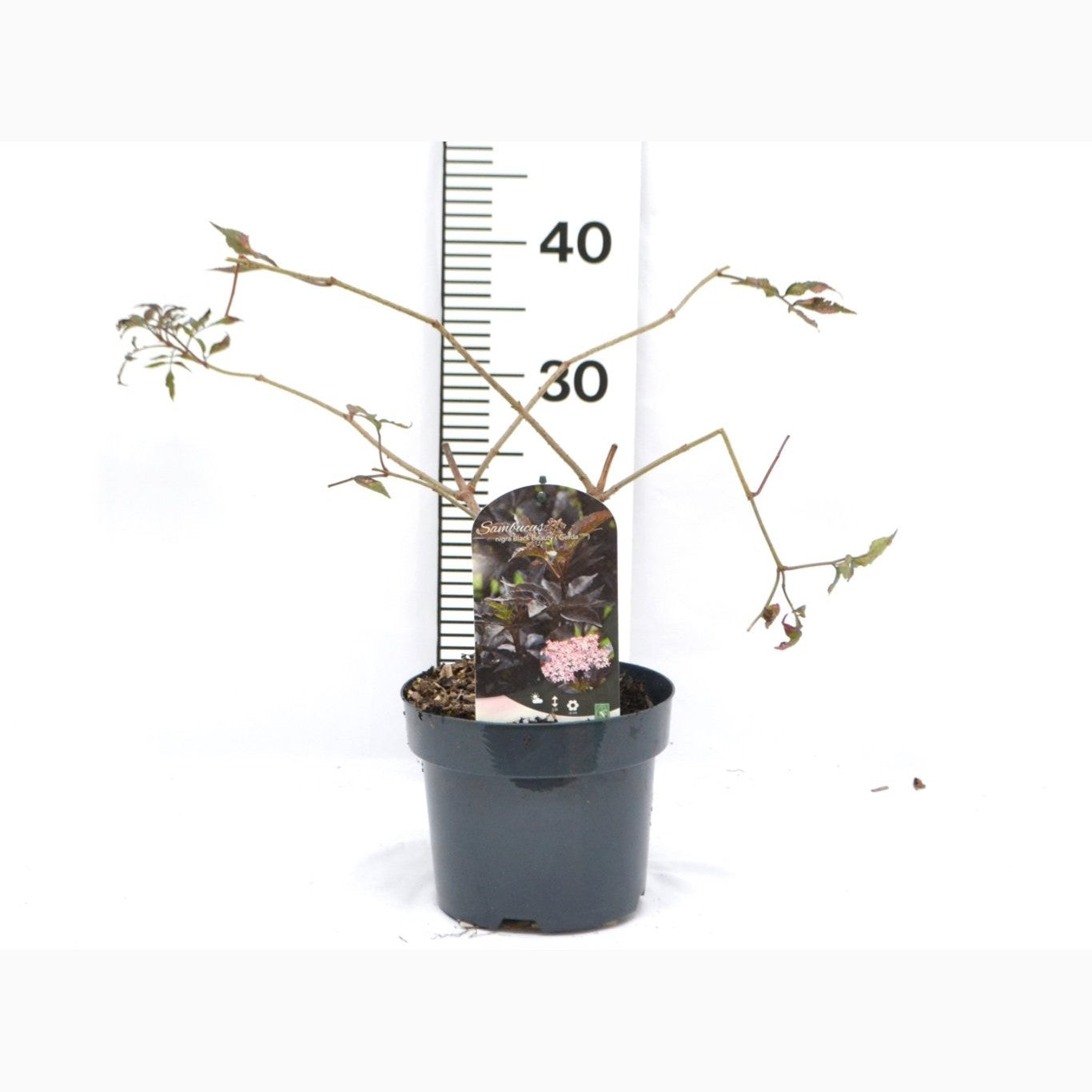 Fläder – Sambucus nigra &