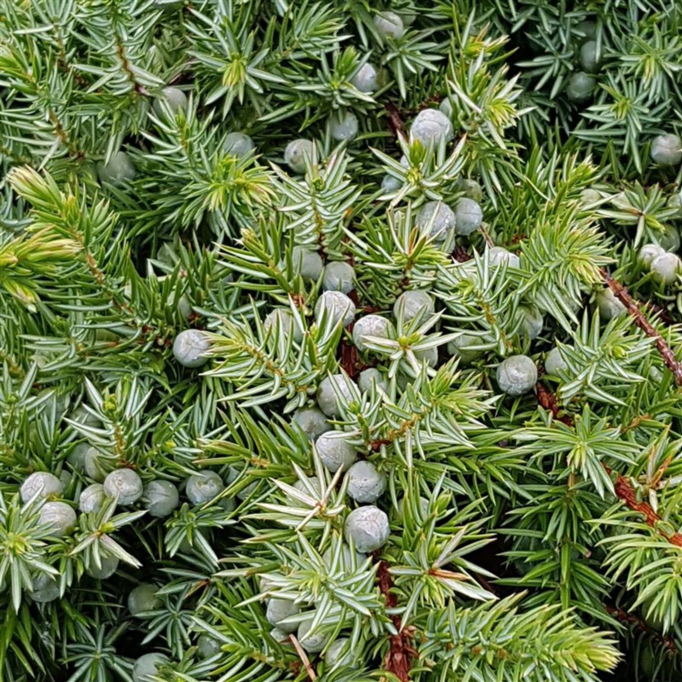 Kryp-en – Juniperus conferta 'Schlager' - C5 40-50 CM