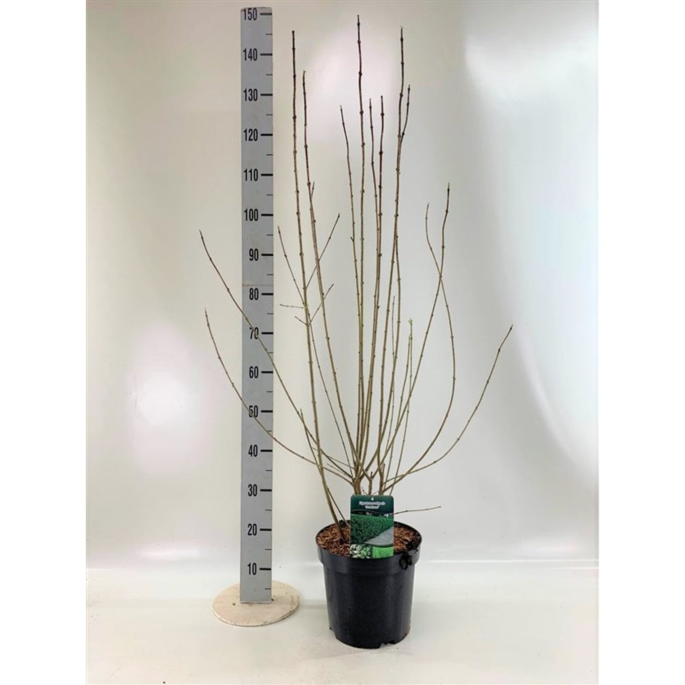 Liguster – Ligustrum vulgare 'Atrovirens' - C7,5 125-150 CM