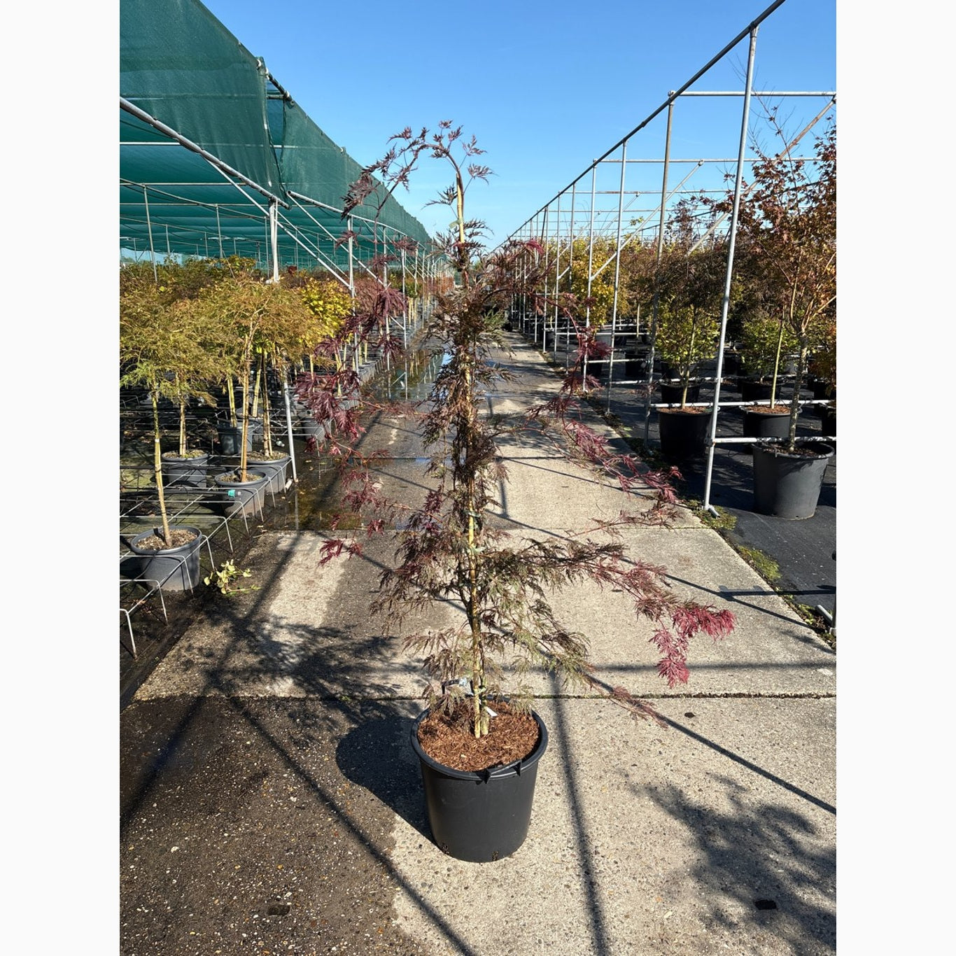 Japansk lönn – Acer pal. 'Inaba-shidare' - C30 125-150 CM