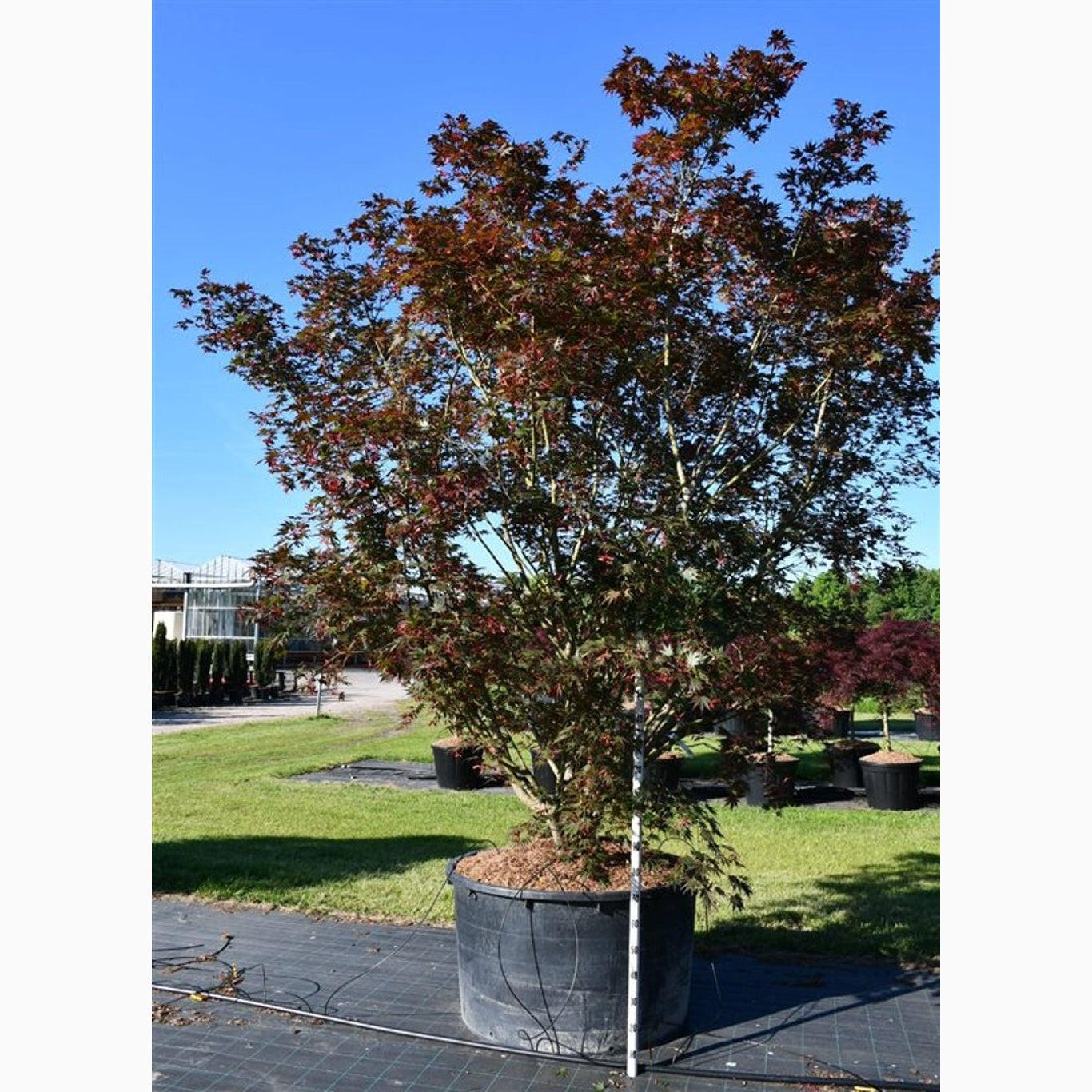 Japansk lönn – Acer pal. 'Masu-kagami' - C600 300-350 CM