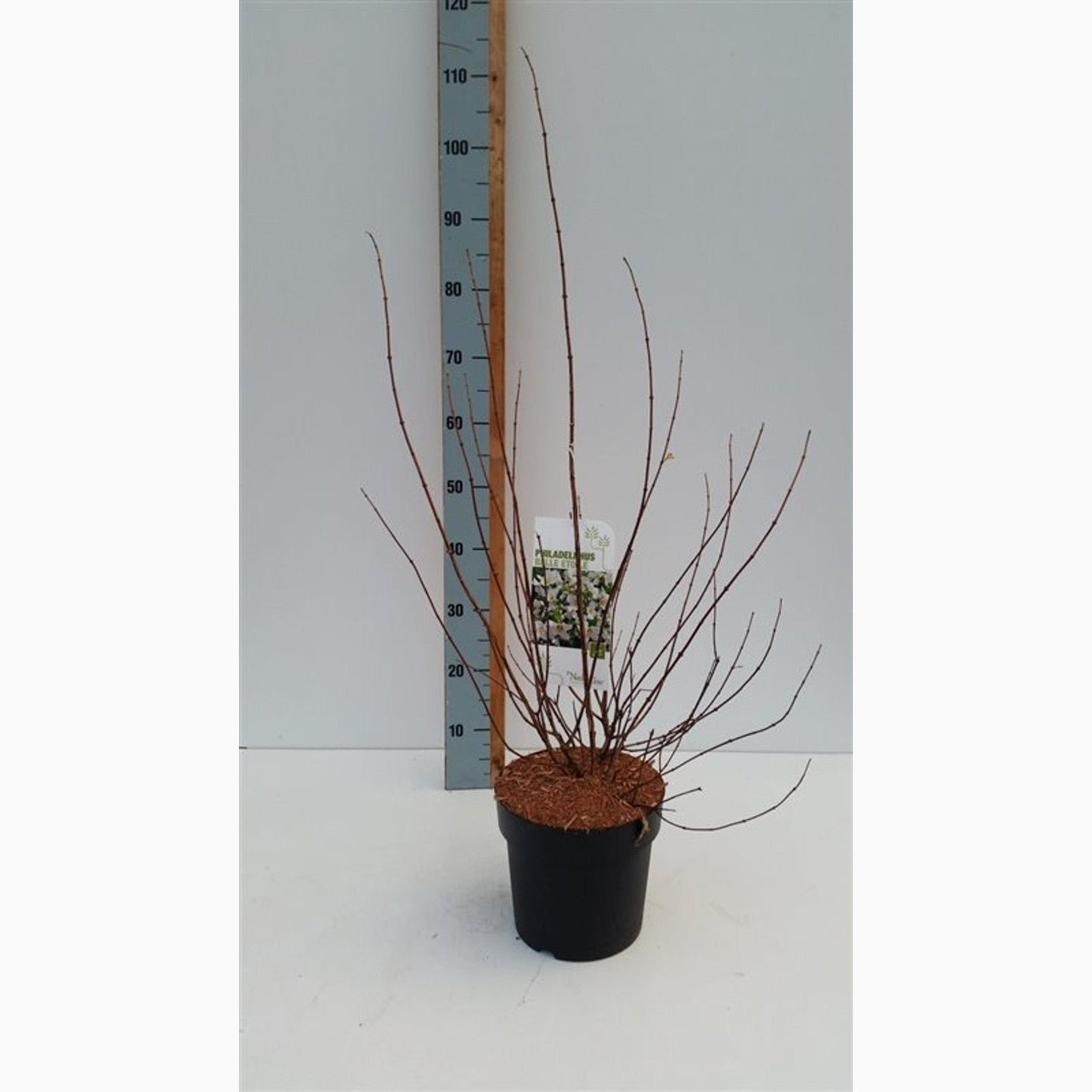 Schersmin – Philadelphus 'Belle Etoile' - C4,6 50-60 CM