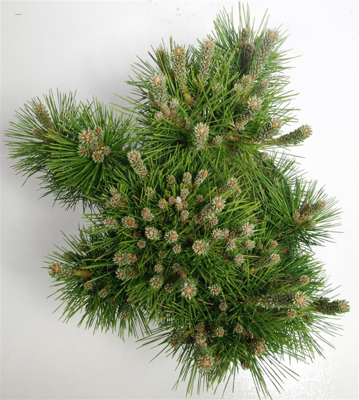 Japansk svarttall – Pinus thunbergii &
