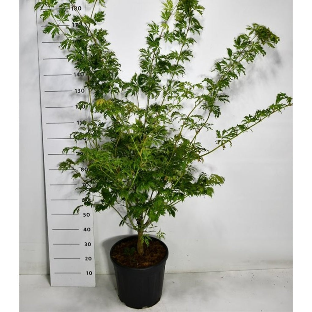 Japansk lönn – Acer palmatum 'Autumn Red' - C25 150-175 cm.