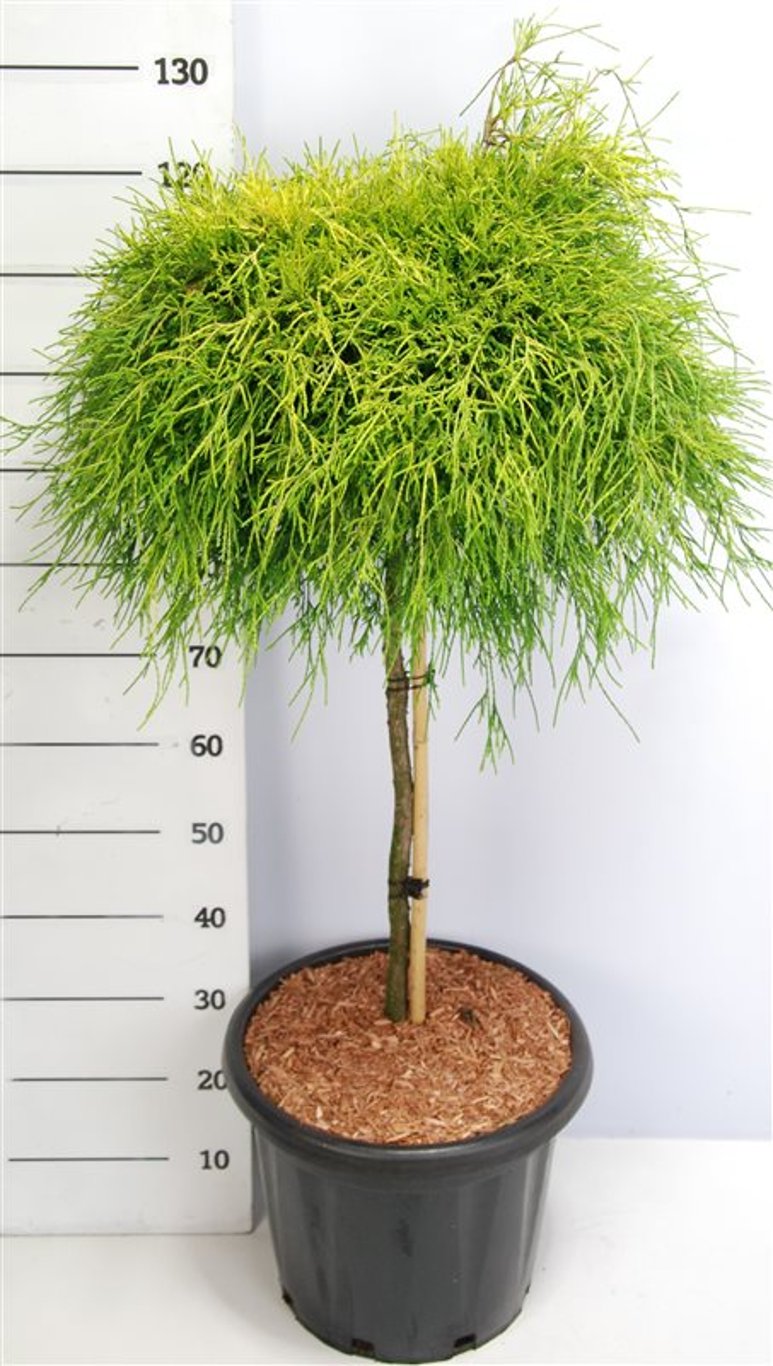 Ädelcypress – Chamaecyparis pisifera 'Sungold' - C25 70 cm. Stam