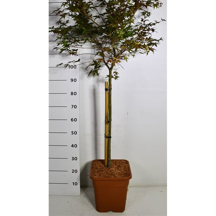 Japansk lönn – Acer palmatum 'Beni-maiko' - C15 60 cm. Stam