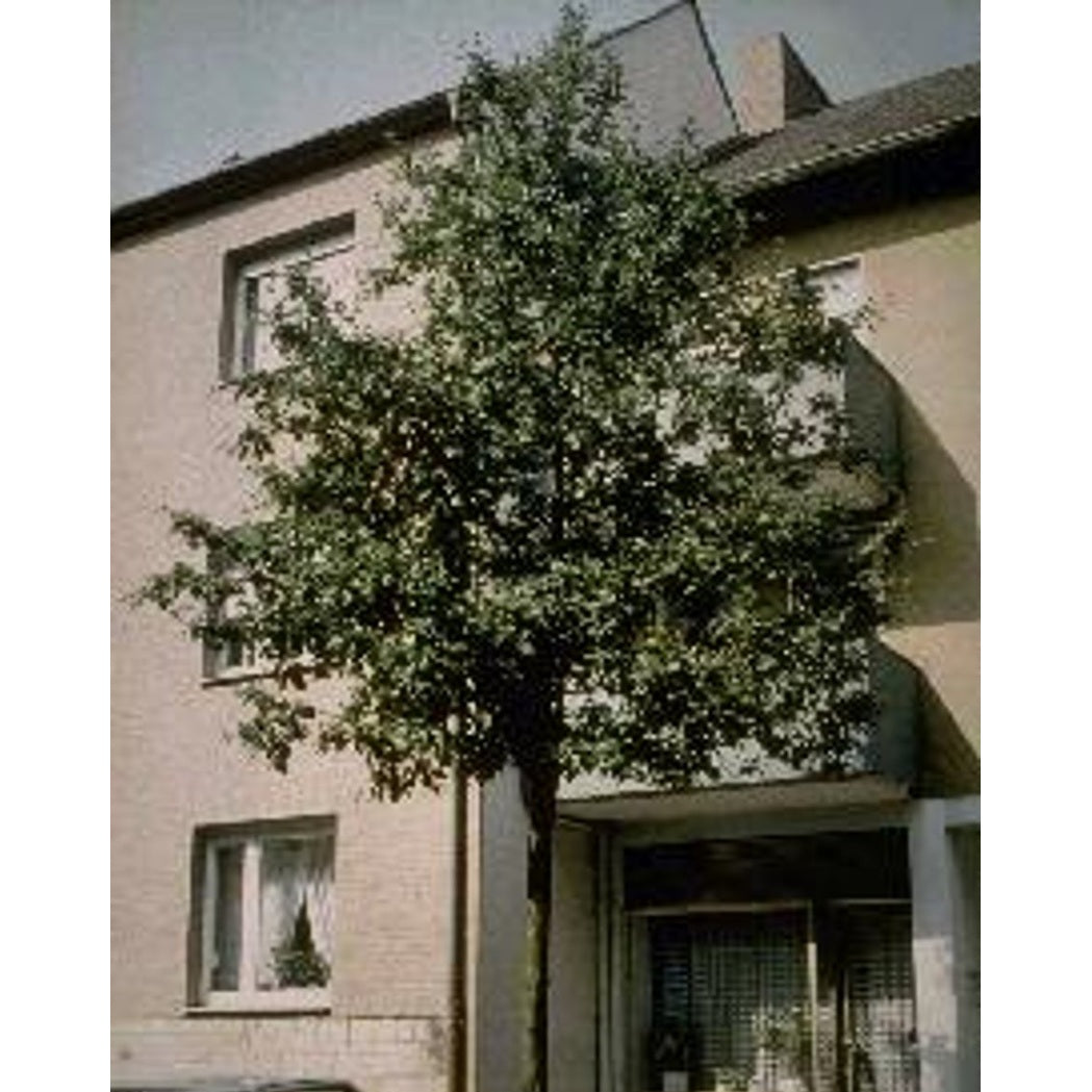 Oxel – Sorbus intermedia - C20 6/8 150 CM Stem