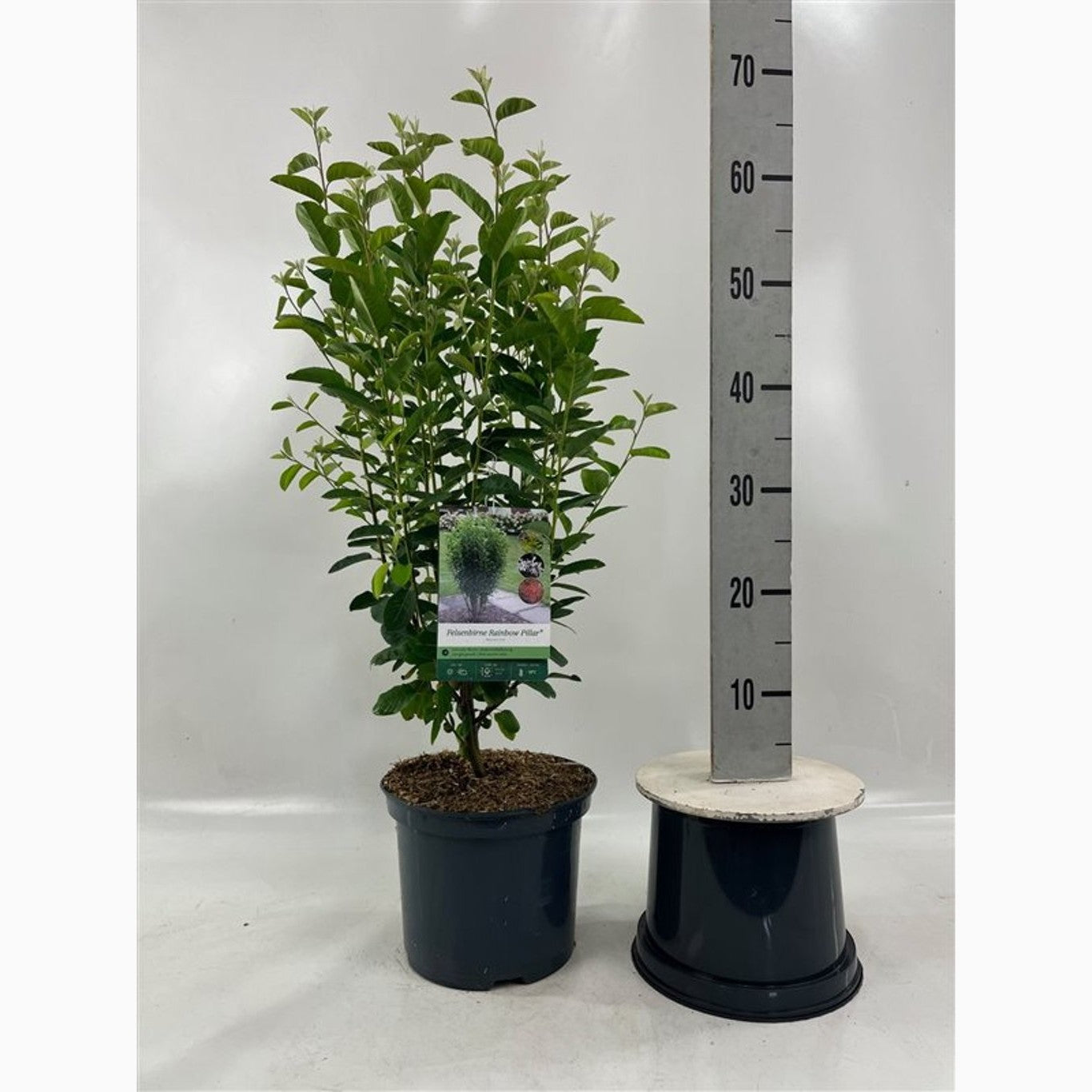 Häggmispel – Amelanchier can. 'Rainbow Pillar' - C5 60/+ CM