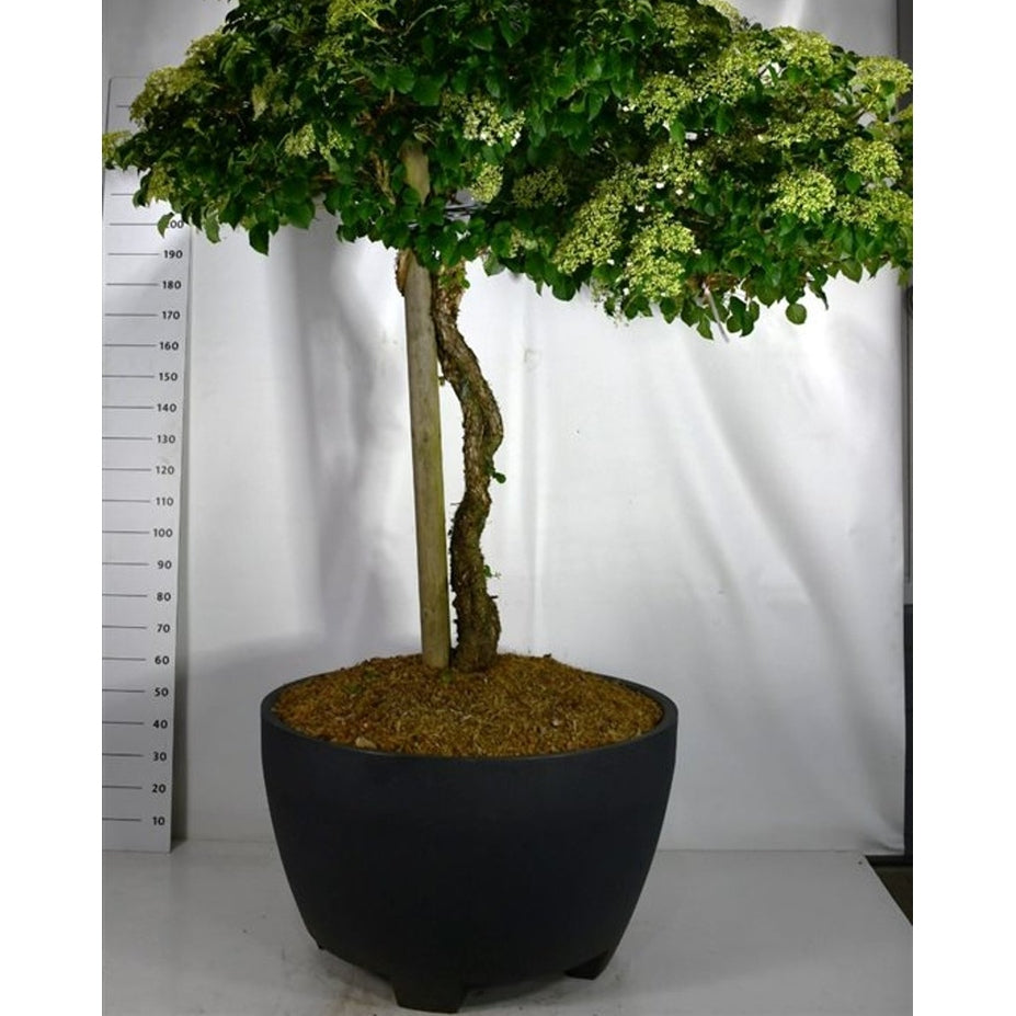 Klätterhortensia – Hydrangea petiolaris - C 450 Decopot 140-150 cm. Stam