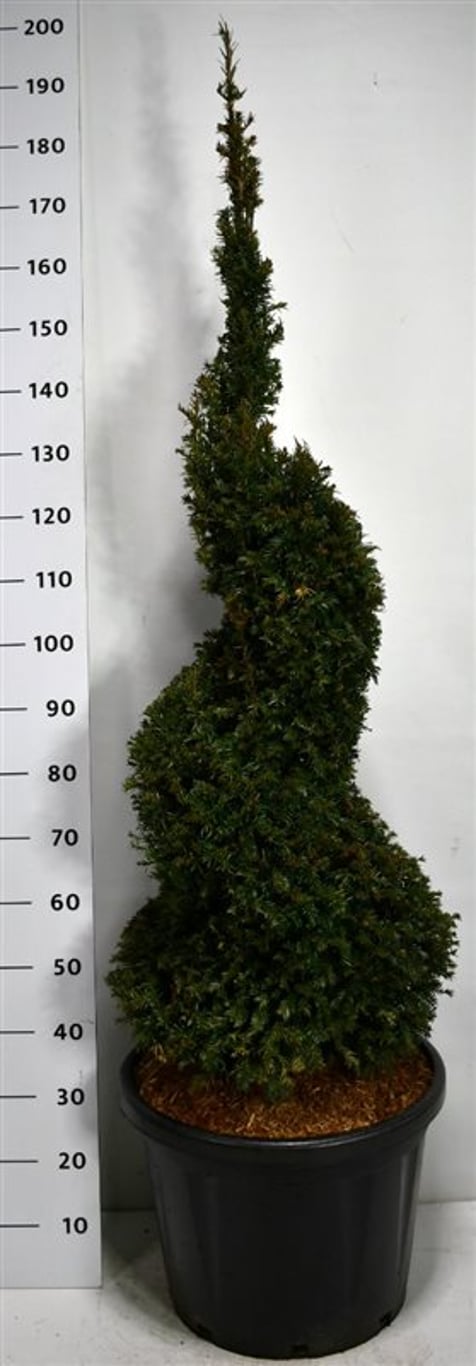 Idegran – Taxus baccata - C45 125-150 cm. Spiraal