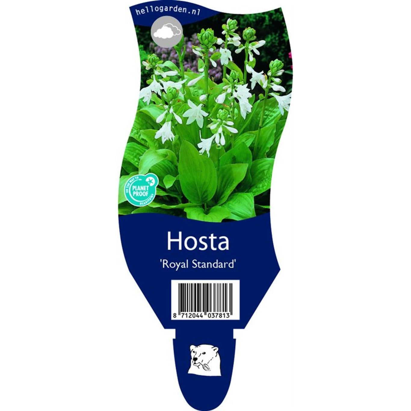 Funkia – Hosta 'Royal Standard' - P11