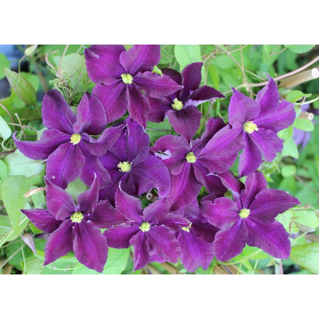 Klematis – Clematis 'Viola' - C2 50-60 CM 3 Stick