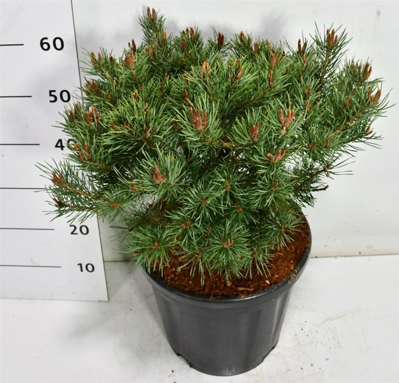 Tall – Pinus sylvestris &
