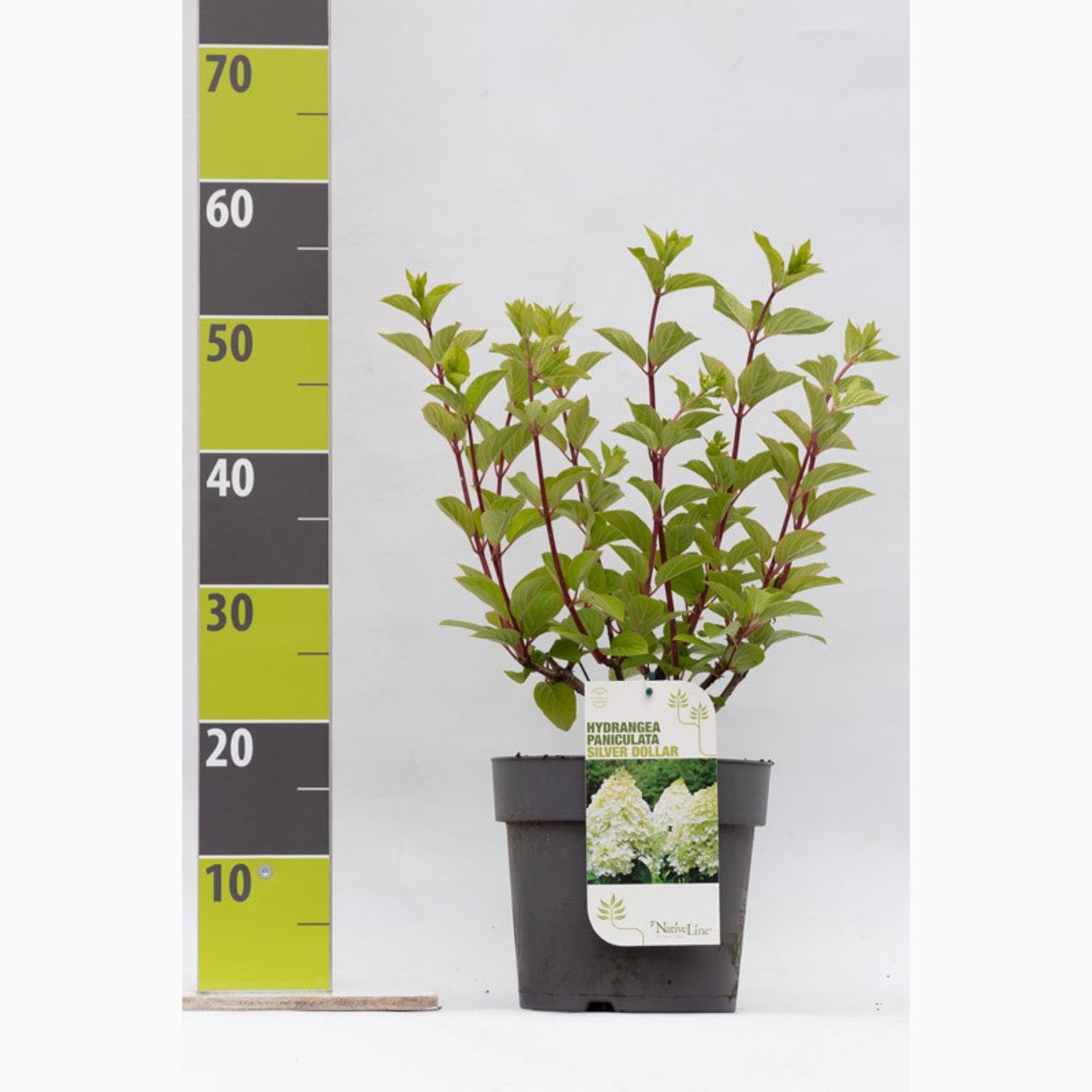 Syrenhortensia – Hydrangea paniculata 'Silver Dollar' - C4,6 40-60 CM